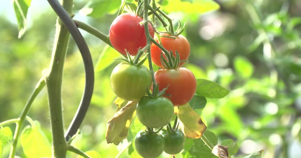 Tipps für den Gemüseanbau im eigenen Garten | Regio TV