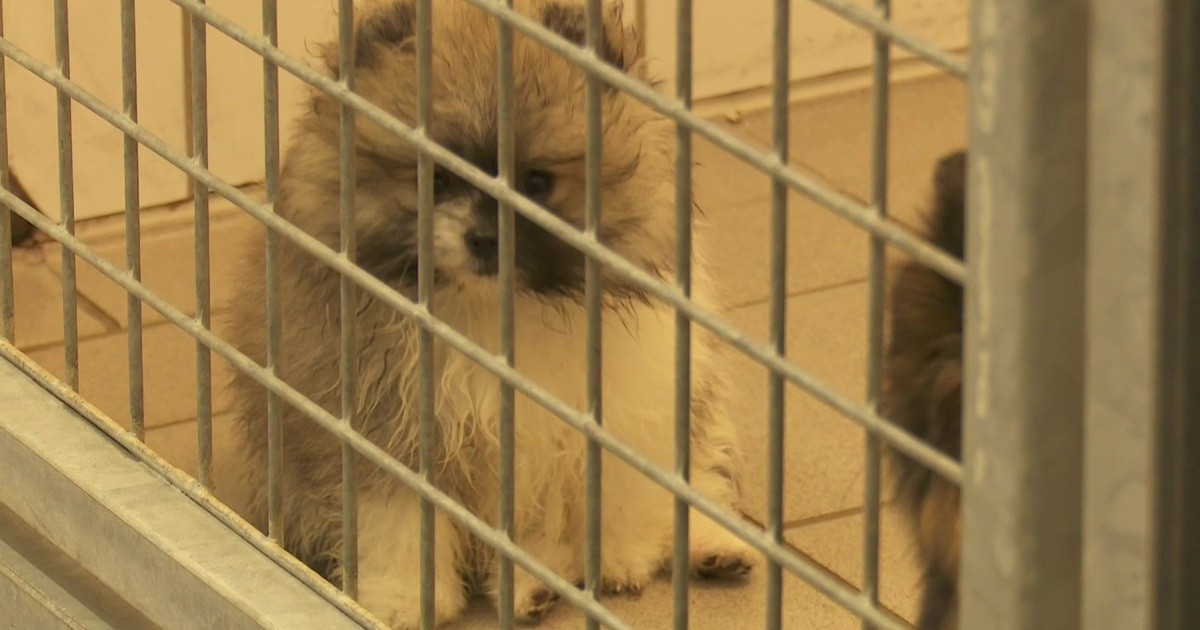 Tierheim Ulm nimmt noch mehr verwahrloste Welpen auf Regio TV