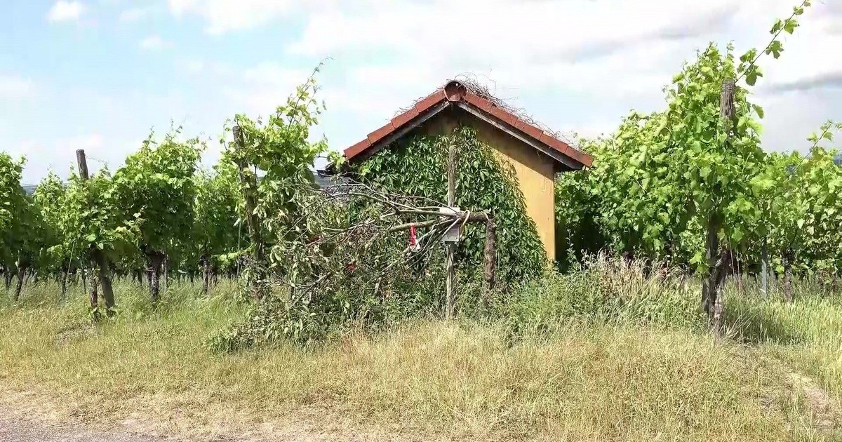 Unknown tree sawyers cause bewilderment - City of Fellbach offers reward ...