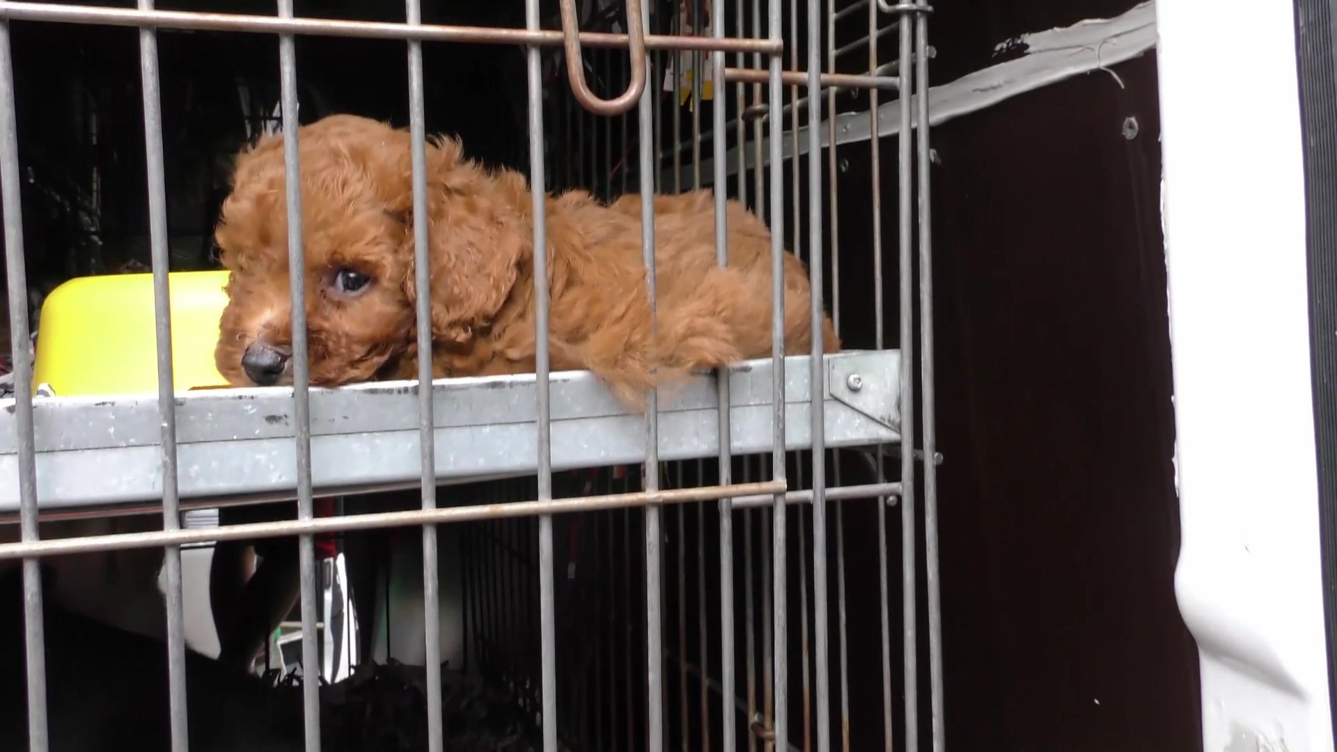 Tierheim Ulm Hunde Welpen Tierheim U Tierschutzbund Ulm Neu Ulm U